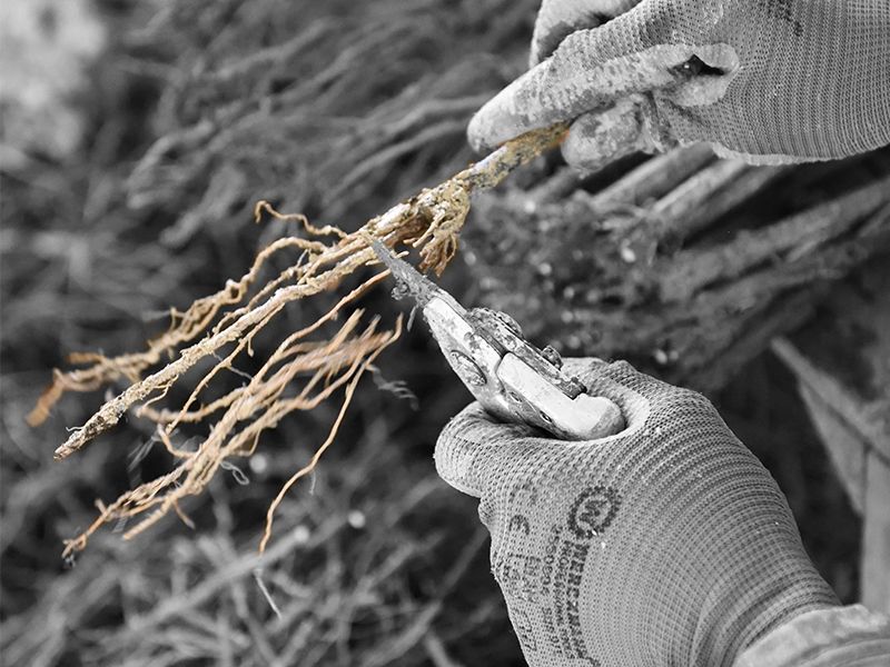 Les Pépinières du Ventoux : nos formats disponibles en plants de vigne