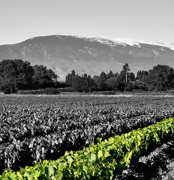 Les Pépinières du Ventoux : Notre histoire