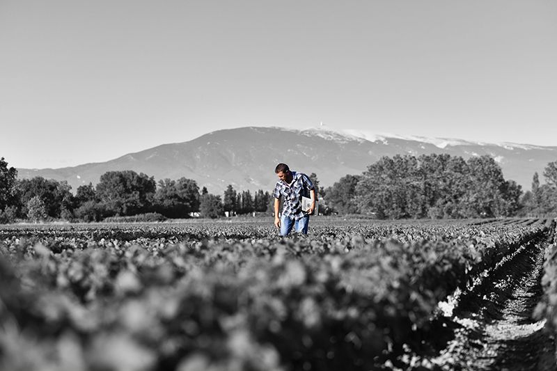 Les Pépinières du Ventoux : une production maîtrisée